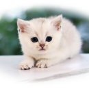 신속묘 | 연신내고양이분양, 현명한 선택 도레미캣 가정묘!