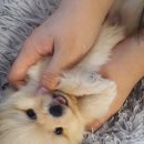 도그캐슬 강아지분양 다산점 | 용인 기흥 도그마루 확장이전 방문 후기!