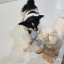 플레이 바우 이미지