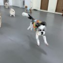 멍지중지 이미지