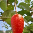 보리수콩국수