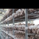 송화 농장 이미지