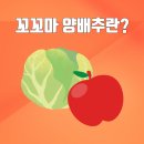 산돌팜 | 산돌팜 꼬꼬마양배추사과즙 양배추즙 중에 제일 맛있다!