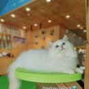 갤러리캣 이미지