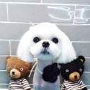 고덕24시 동물병원 이미지