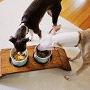 동그랑댕 이미지