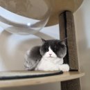 동물보육원 경기 수원 지부 이미지