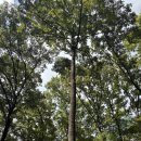 나무한그루 이미지