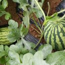 선원농장 이미지