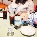 봉봉애견 | 성수 애견동반 스케줄에서 가낳봉봉 연말 회식