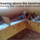 벌집위에 잠자는 것- 또 다른 방법의 꿀벌의 도움으로 스스로를 치료 이미지