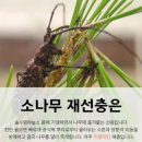 소나무국밥