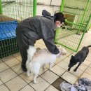 앵두네 | 대구 경북 유기견 보호소 앵두네 쉼터 봉사 후기