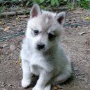 알래스칸 클리카이 (Alaskan Klee Kai)-중소형견 이미지