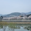 봄 Daum카페