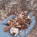 유황돼지 이미지