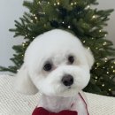 댕스얼랏 이미지