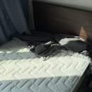 닥터크리닝 | 미사하남매트리스청소 크리닝닥터 꼼꼼 매트리스클리닝 후기