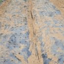 까망농장 이미지