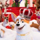 프린스펫 이미지