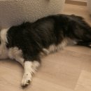 시흥24시센트럴동물의료센터 이미지