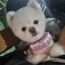 예쁘다 펫살롱 이미지