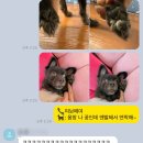 위디위키 이미지