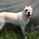 똥강아지 이미지