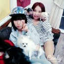 큐리애견 이미지