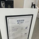 메종 드 캣 | [광주 고양이 무마취미용 ::: 메종드캣] 3번째 이용후기