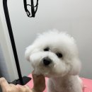 슈블리펫살롱 이미지