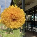 (주)헨리앤컴퍼니 | 애들레이드 브런치카페 | 헨리비치 로컬 브런치 카페 Henley Breeze Cafe 후기