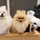 봄날동물의료센터 이미지