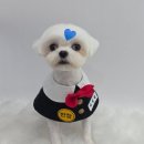 애견미용실 또이쁜댕 | 청라 애견미용 개설렘 후기, 청라호수공원 오픈형 강아지 미용실