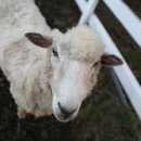 만발목장 이미지