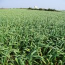 제주무릉 태양광발전소 2호 | 제주올레 27, 제주올레 12코스, 무릉 - 용수 올레 걷기