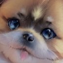 두리동물클리닉