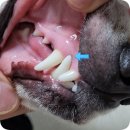 5959 내강아지 이미지