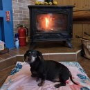 통나무펜션&편백쉼터 | 경주애견펜션 경주통나무펜션 호박이와 함께 가족여행