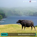 필리핀 바타네스 - '나 잡아봐라' 놀이하기에 딱! 말보로 언덕(Marlboro Hills)| 이미지