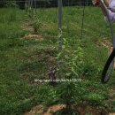 한영농장2 이미지