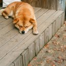 하동동물병원 이미지