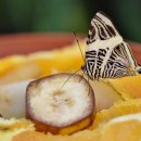 깡통갈비 이미지