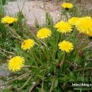 당하1호공원 이미지
