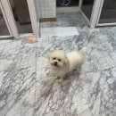 케어독 하우스 | 안양 애견미용 잘하는 곳 강아지미용 루반하우스 후기