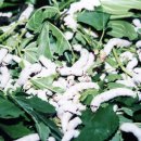 조령농장 | 경상북도 문경시의 특산물, 축제, 그리고 문화유산