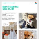 개님살롱 레이크사이드 이미지