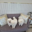 테라스애견미용카페 이미지