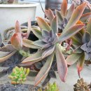 우네농장 이미지