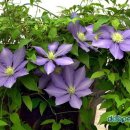 오월숲 네이버블로그